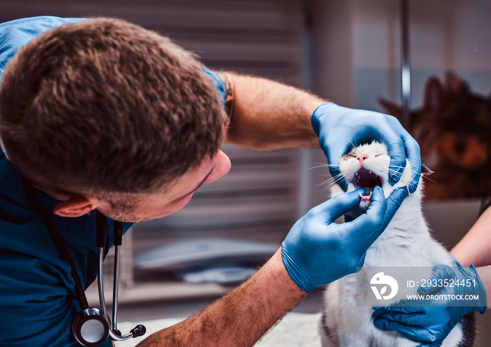 Veterinary examining cat’s teeth and mouth in a vet clinic