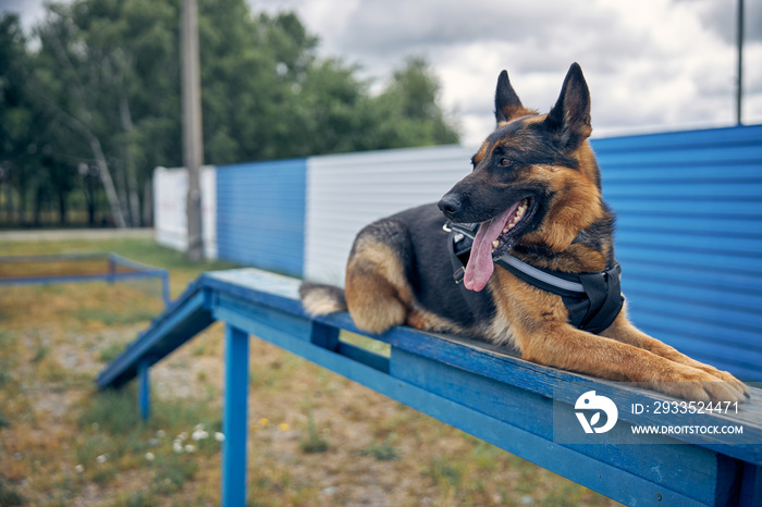 Beautiful German Shepherd dog lying on bench