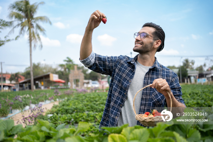 Caucasian man farmer working in a strawberry field. Worker picks strawberries. Agribusiness outdoor working in a organic farm.