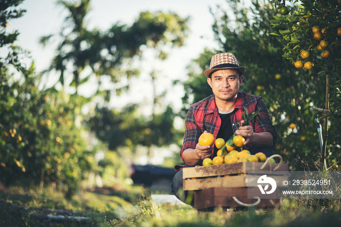 Farmer man harvesting oranges in an orange tree field