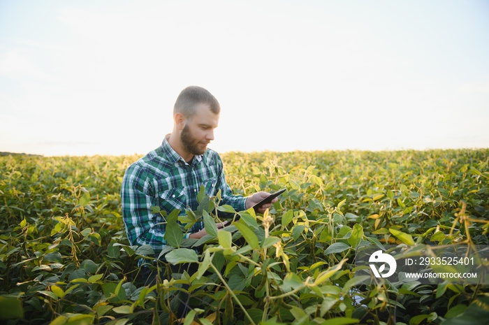 Agronomist inspects soybean crop in agricultural field - Agro concept - farmer in soybean plantation on farm