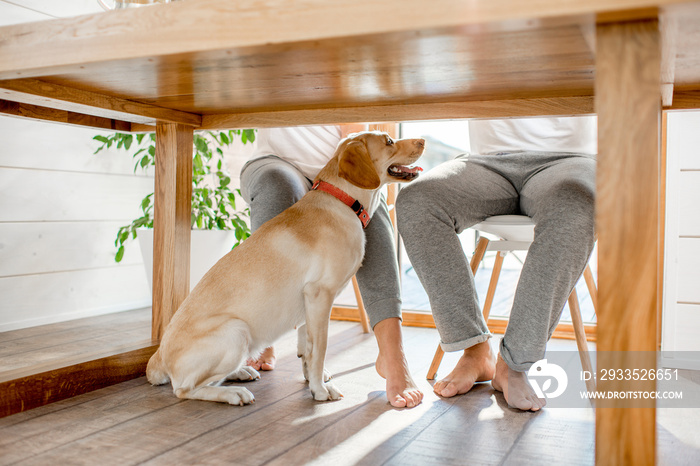 Happy dog sitting under the table with legs of the couple at home