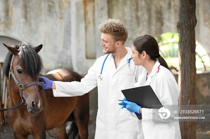 Veterinarians examining horse on farm