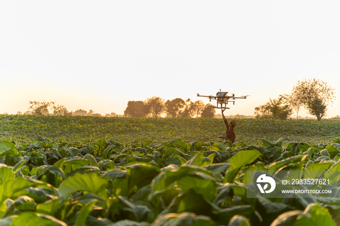 Agriculture drone fly, Farmers are launching drones spraying hormone fertilizer on tobacco fields.