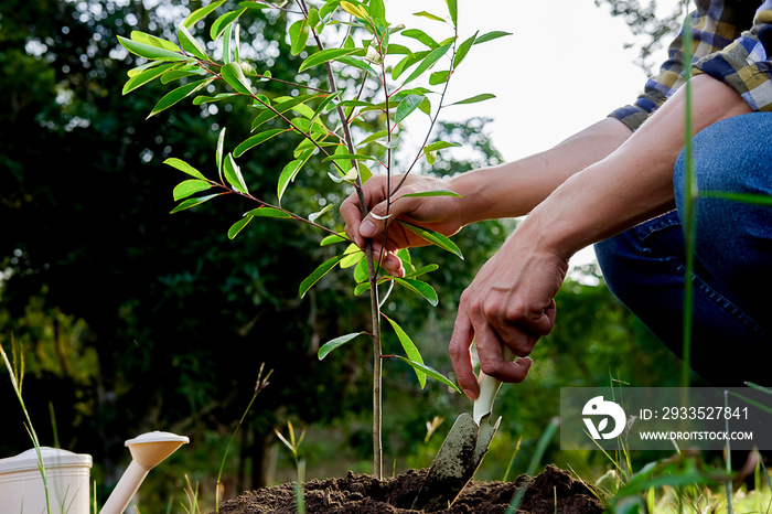 Planting a tree. Close-up on young man planting the tree, then watering the tree. Environment and ecology concept