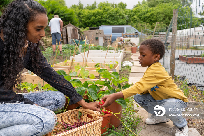 Mother and son picking berries from plants in allotment