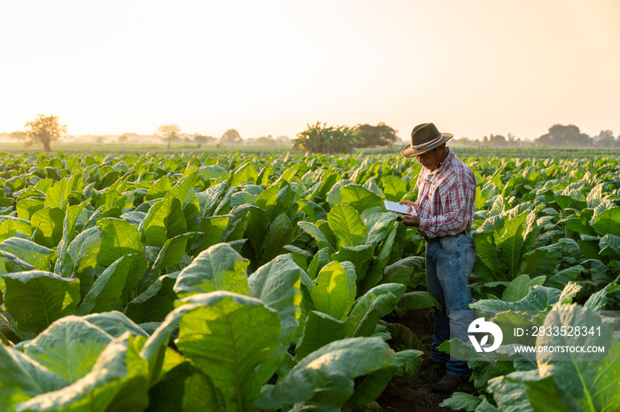 Agriculture, Senior farmer use the internet from their tablets to check the quality of tobacco leaves.