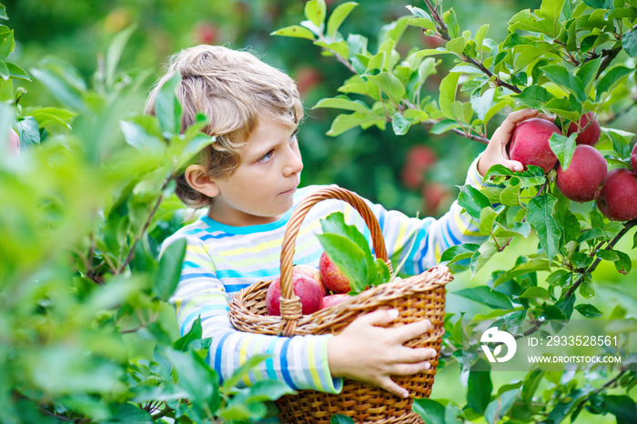 Little kid boy picking red apples on farm autumn