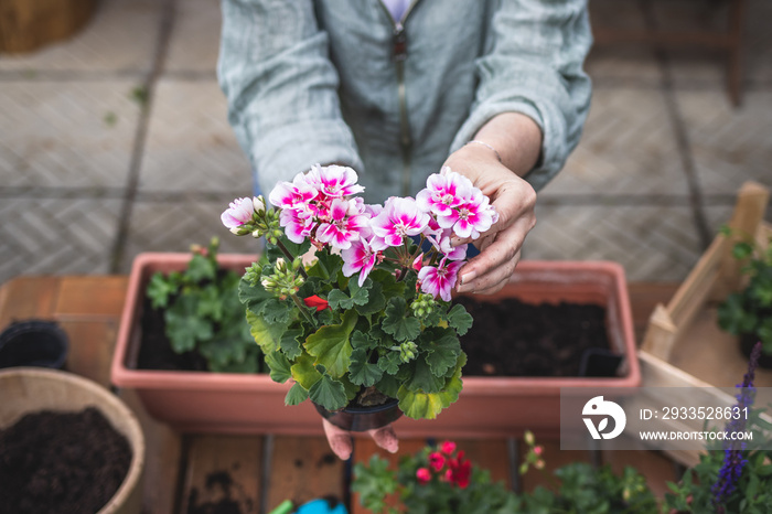 Woman holding pink pelargonium flower in hands. Gardening at springtime. Planting geranium seedling on table