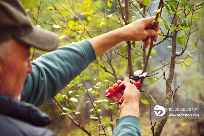 Man pruning tree branch with secateurs in the orchard