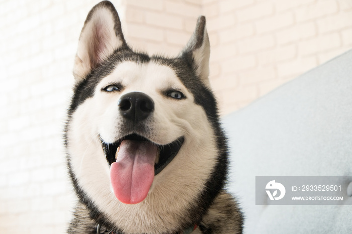 Portrait of young beautiful funny husky dog sitting on grey textile sofa at home. Smiling face of domestic pure bred dog with pointy ears. Loft style brick wall background, close up, copy space.