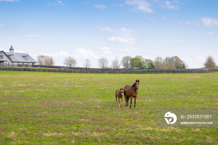 Horses at horse farm. Mare with foal on green pastures. Spring country landscape.