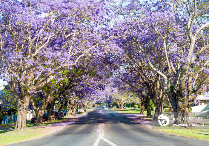 Purple jacaranda trees flowering in a street.