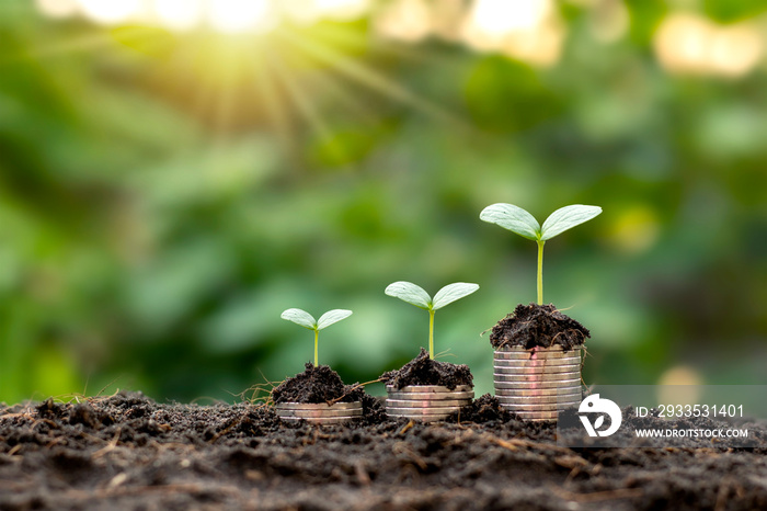 Tree with green leaves growing from coin and natural green background blurred finance and money management concept for SME.