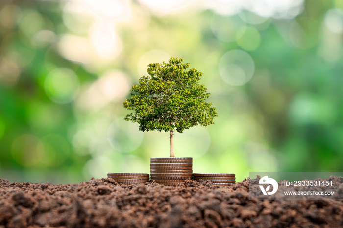 Coins stacked on fertile soil. While the seedlings are growing up on top with the morning sun is shining.