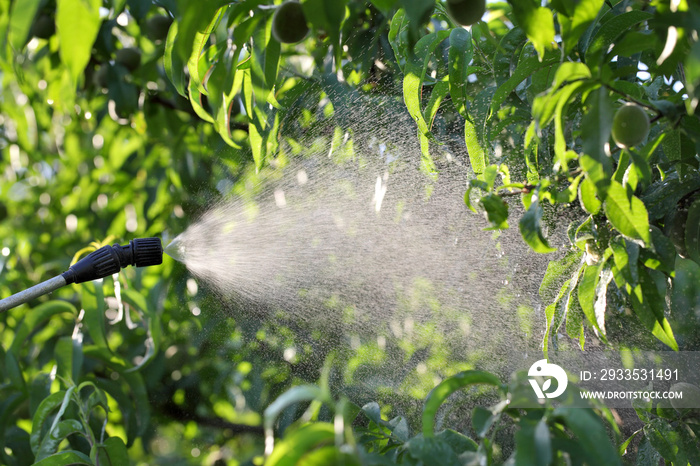 Spraying peach fruit plants in orchard in spring or early summer, plant protection or nutrition work in late afternoon