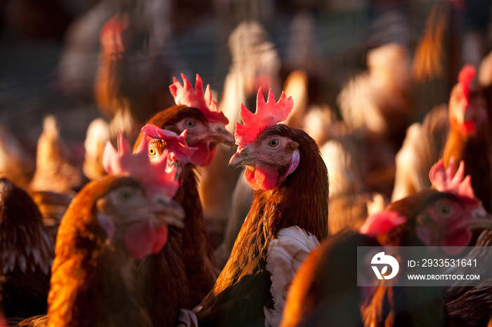 Poulet dans un élevage en plein air.