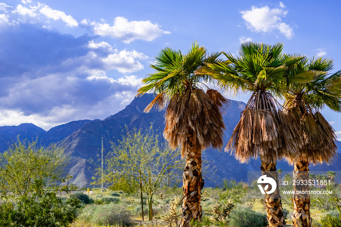 A group of palm trees in Borrego Springs, California