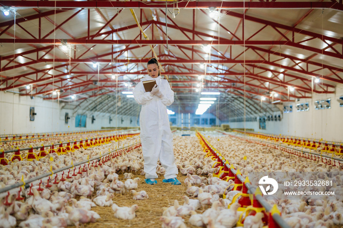 veterinarian working in chicken farm