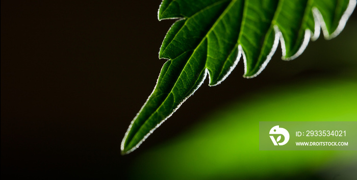 macro marijuana leaves, hemp plant, black background