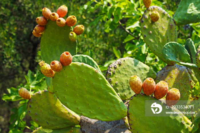 Opuntia Ficus Indica, the prickly pear over blue sky . A species of cactus with edible fruits. Brightness tropical photo