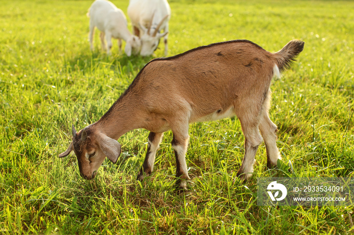 Young brown goat kid grazing, eating grass on a sun lit meadow with more goats in background.