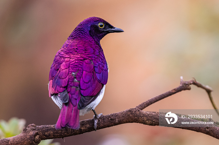 Oiseau spréo améthyste coloré posé sur une branche