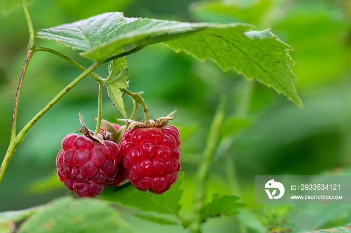 wild raspberries in the forest