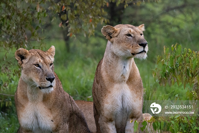 two lionesses sitting in the rain