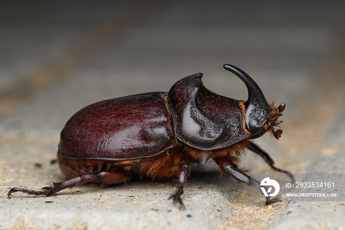 European rhinoceros beetle (oryctes nasicornis) male