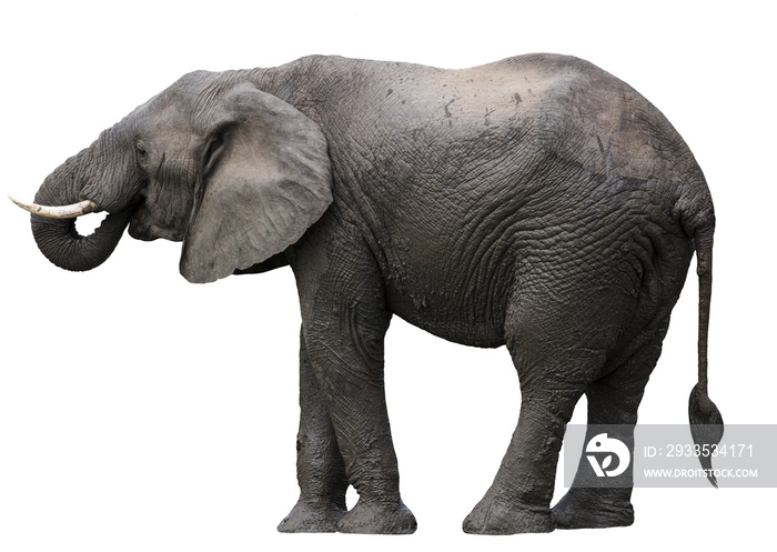 African elephant isolated