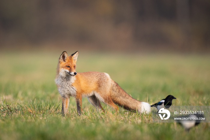 Mammals - European Red Fox (Vulpes vulpes)