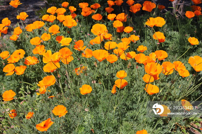 Group of California Golden Poppies