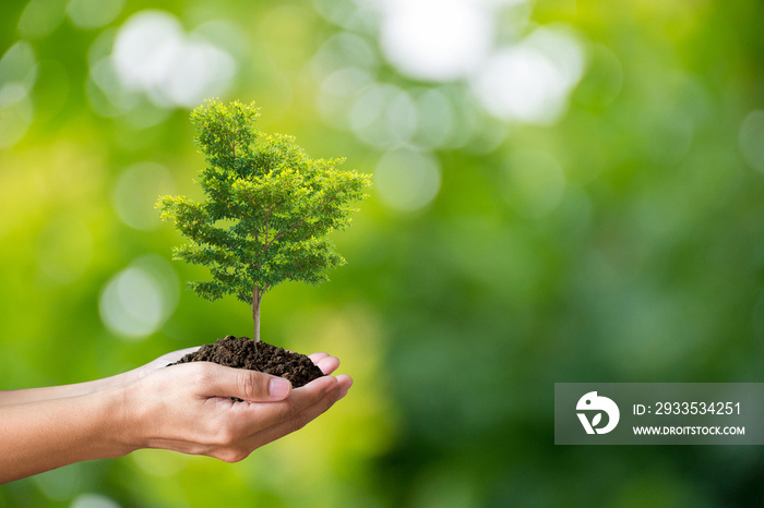 Young man holding young green plant in hands. Earth day spring holiday concept. He believed that planting trees would reduce the temperature. reduce air pollution and save the world.