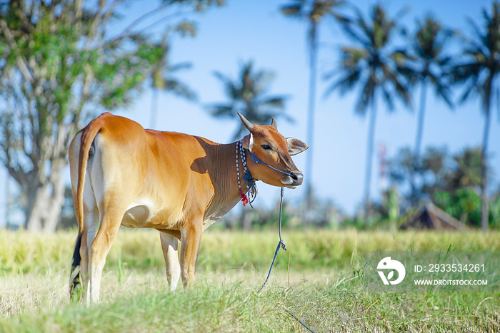 Closeup cow in the field with bokeh background, idul adha qurban