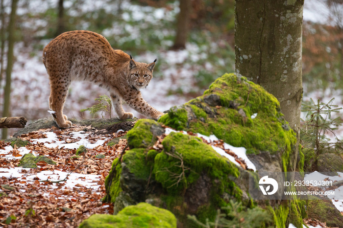 Beautiful and endangered lynx in the nature habitat