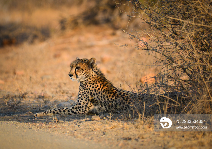 A cheetah lying down under the shade of a bush by the side of a dirt road during sunset on the grasslands of Kruger National Park, South Africa