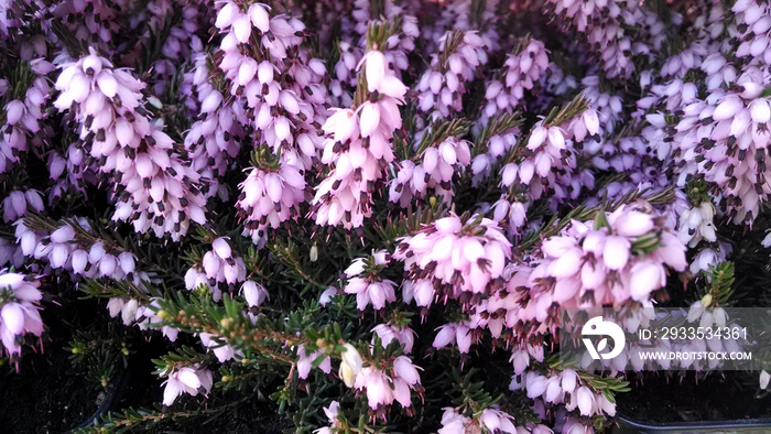 Erica x darleyensis ’Bert’