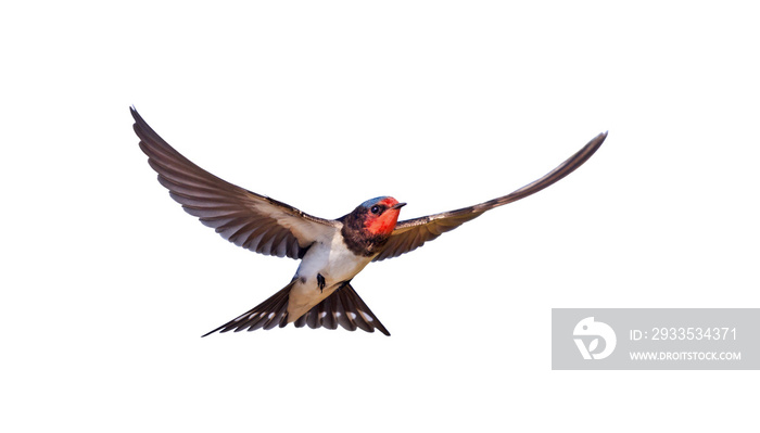 swallow flying isolated on white background