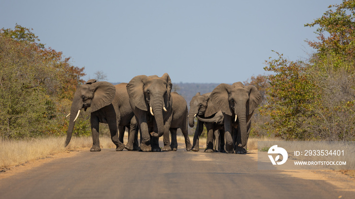 a breeding herd of african elephants