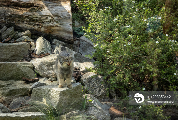 A wild gray Pallas’s cat (manul) among the rocks.