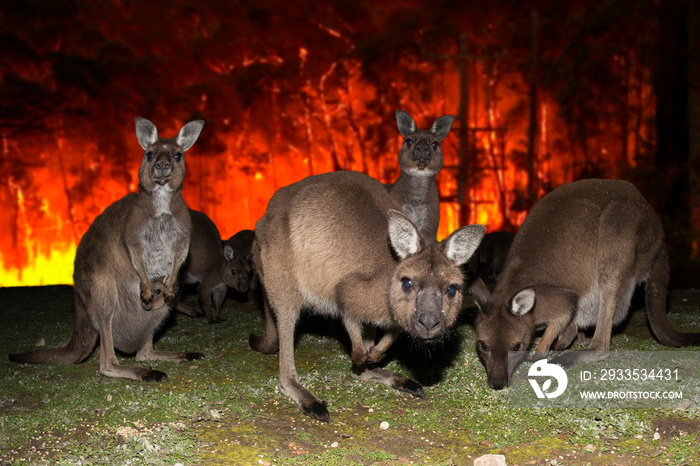 Kangaroo escaping from Australia bush fire