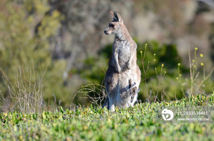 kangaroo in the grass