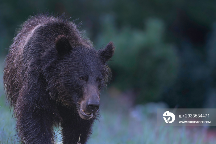 Grizzly Bear In the Wilderness of the Kananaskis Country, Alberta Canada