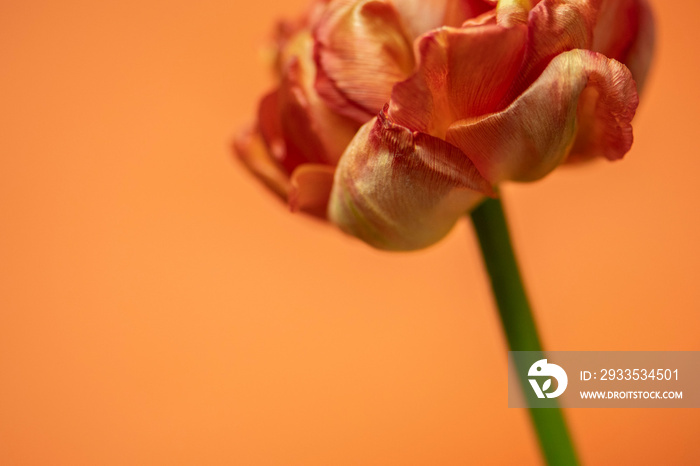 Tulpe in rot/orange/gelb, Hintergrund orange, close up