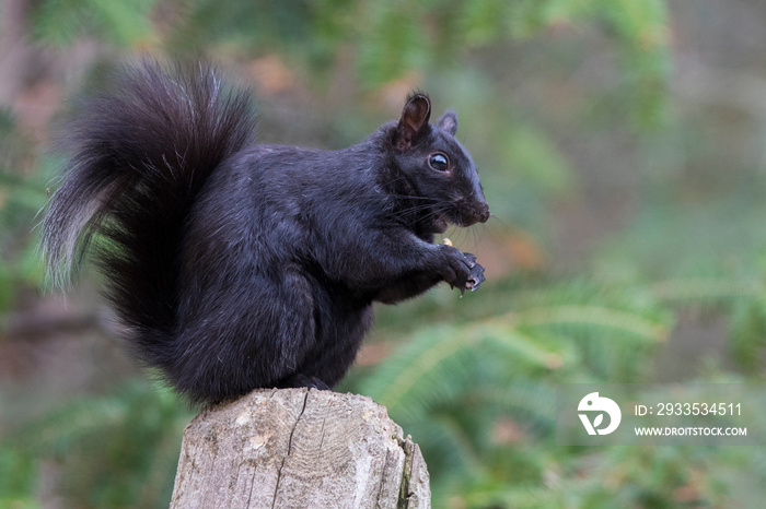 black squirrel in spring