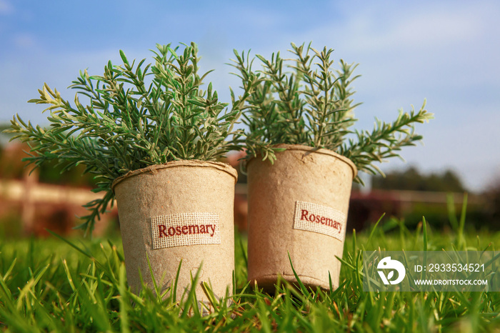 Two pots with rosemary on the grass in the garden.