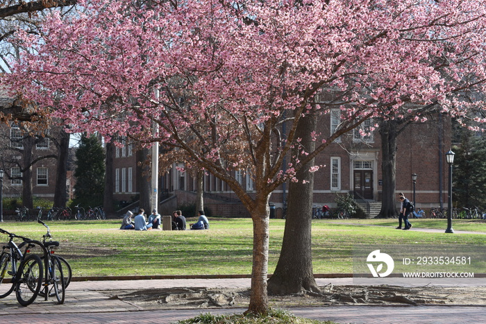 Cherry trees bloom on a college campus with students in the background