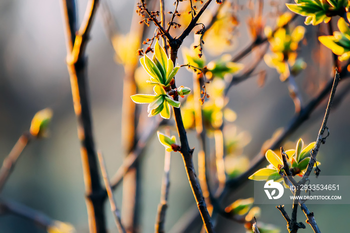 Tree branches with buds in spring forest.