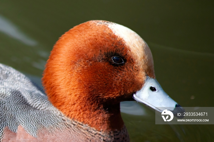 Eurasian wigeon (Mareca penelope) male which is a common dabbling duck which can be found swimming in a wetlands environment, stock photo image